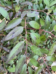 Leucothoe