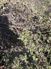 Eriogonum parvifolium