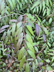 Leucothoe