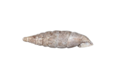 Laciniaria plicata