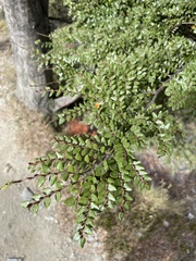 Nothofagus cliffortioides