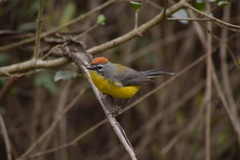 Myioborus brunniceps