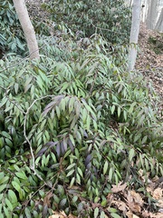 Leucothoe