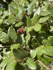 Nothofagus cliffortioides