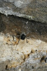 Paranemastoma quadripunctatum