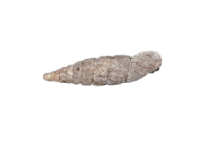 Laciniaria plicata