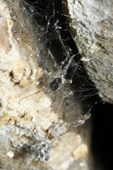 Paranemastoma quadripunctatum