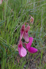 Lathyrus vestitus alefeldii