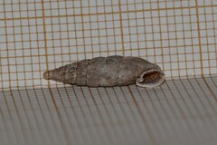 Laciniaria plicata