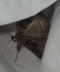 Zanclognatha laevigata