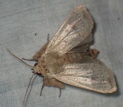 Leucania pseudargyria