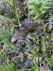 Polystichum oculatum