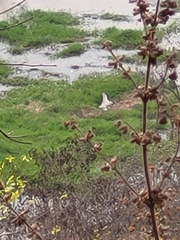 Crocodylus niloticus