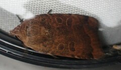 Abagrotis anchocelioides