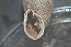 Laciniaria plicata