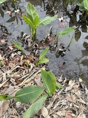 Sagittaria platyphylla