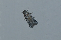 Laetilia dilatifasciella