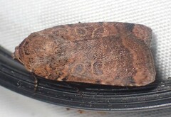 Abagrotis anchocelioides