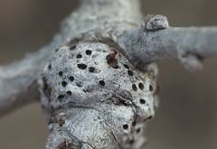 Neuroterus quercicola