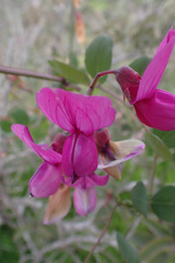 Lathyrus vestitus alefeldii