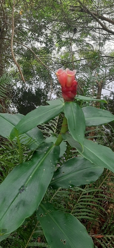 Costus atlanticus, photograph 3