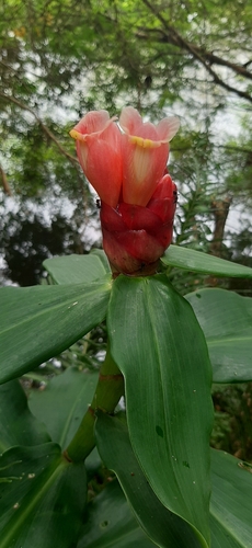 Costus atlanticus, photograph 4