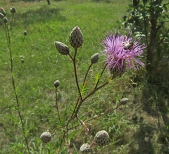 Serratula coronata