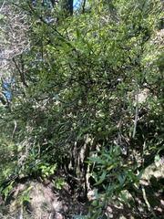 Coprosma linariifolia