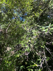 Coprosma linariifolia