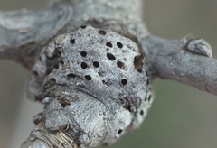 Neuroterus quercicola