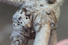 Neuroterus quercicola