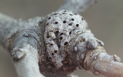 Neuroterus quercicola