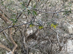 Anagyris foetida