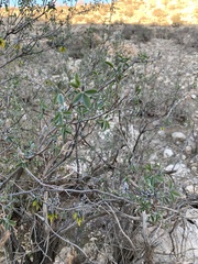 Anagyris foetida
