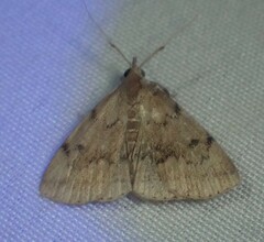 Zanclognatha dentata