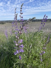 Lupinus longifolius
