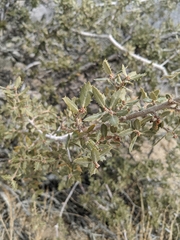 Quercus cornelius-mulleri