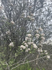 Ceanothus crassifolius