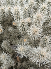 Cylindropuntia echinocarpa