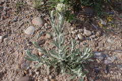 Pseudognaphalium