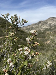 Ceanothus crassifolius