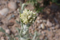 Pseudognaphalium