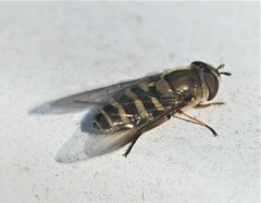 Syrphus torvus