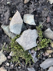 Hygroamblystegium varium