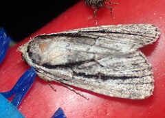 Sympistis badistriga