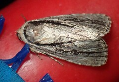 Sympistis badistriga