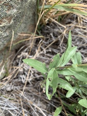 Solidago velutina sparsiflora