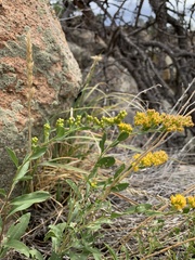 Solidago velutina sparsiflora