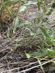 Solidago velutina sparsiflora