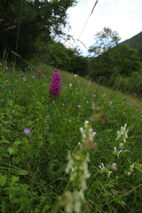 Anacamptis pyramidalis